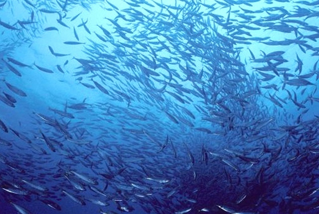 Governance internazionale degli oceani