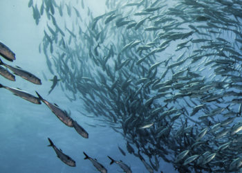 progetti di ricerca pesca sostenibile