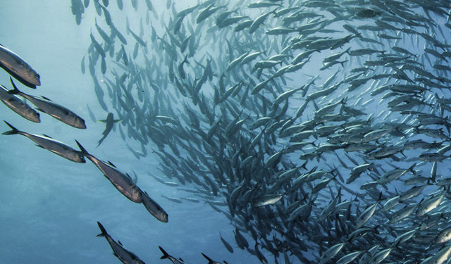 progetti di ricerca pesca sostenibile