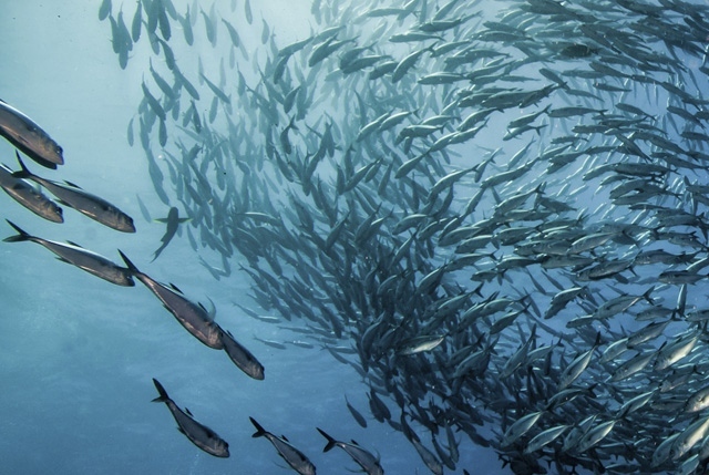 progetti di ricerca pesca sostenibile