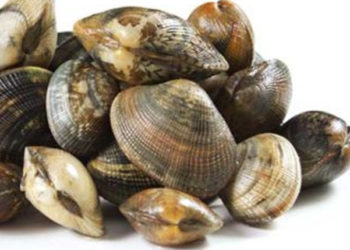 vongole