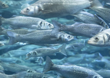 Delacon acquacoltura