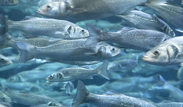 Delacon acquacoltura