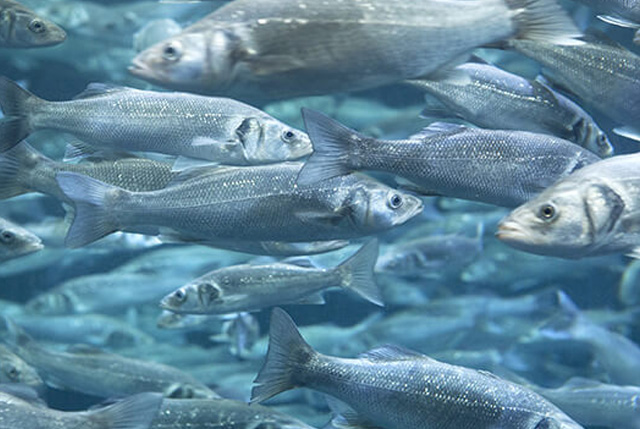 Delacon acquacoltura