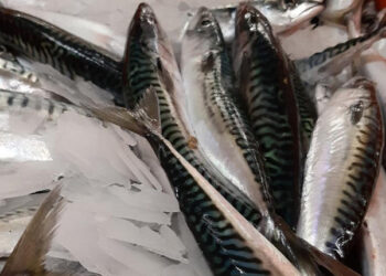 Mangiare pesce cambiamento climatico