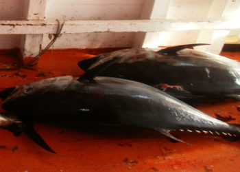 certificazione pesca tonno rosso