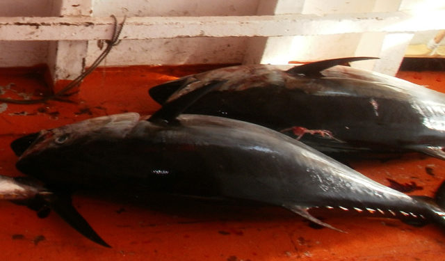 certificazione pesca tonno rosso