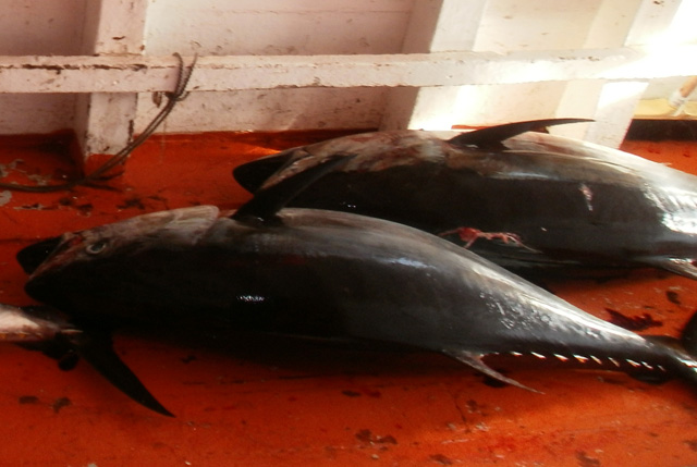 certificazione pesca tonno rosso