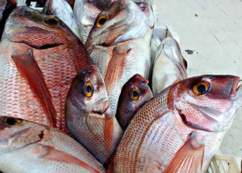 pesca maricoltura cibo futuro