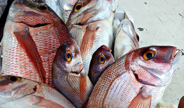 pesca maricoltura cibo futuro