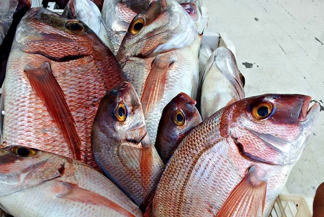 pesca maricoltura cibo futuro