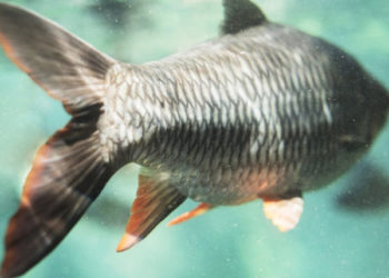 report impatto acquacoltura certificata