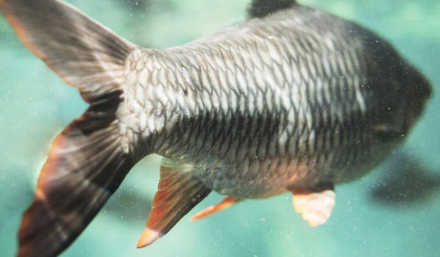 report impatto acquacoltura certificata