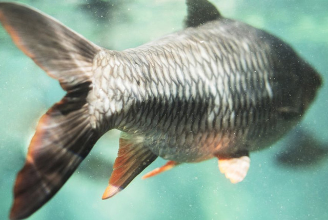 report impatto acquacoltura certificata