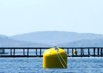 ripresa del settore ittico