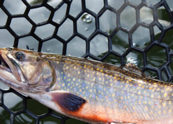 Acquacoltura e ricerca