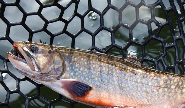 Acquacoltura e ricerca