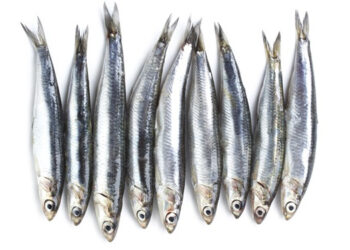 Salmone acciughe sardine cuore