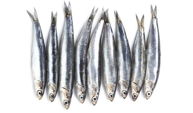 Salmone acciughe sardine cuore