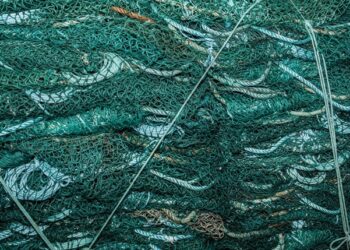 assessment audit MSC