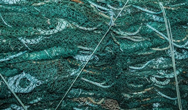 assessment audit MSC