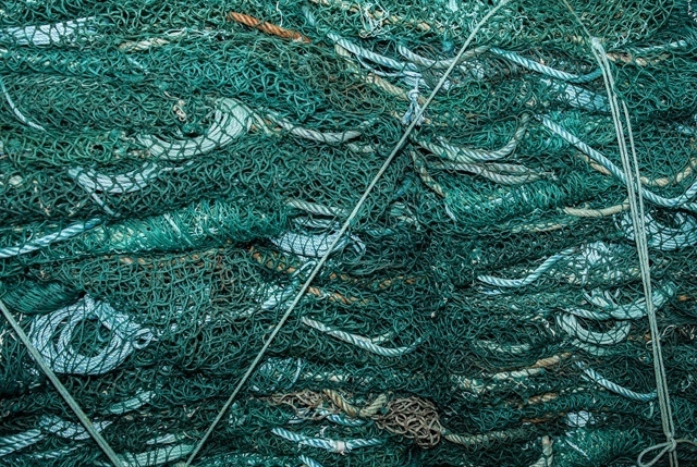 assessment audit MSC