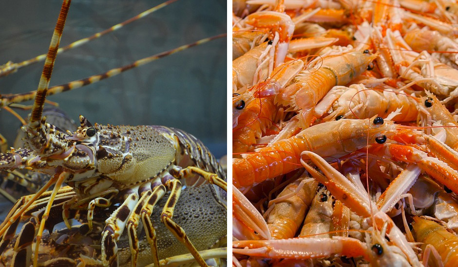 crostacei aragosta scampi