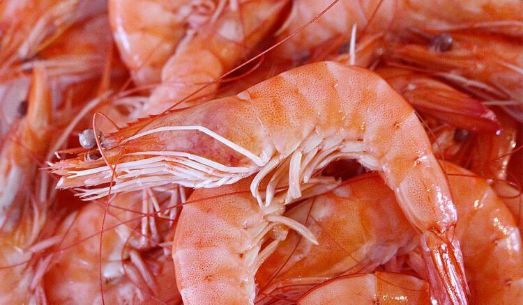 crostacei da tavola
