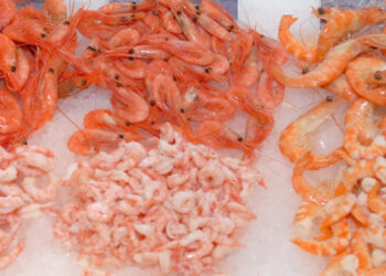 gamberi importazione