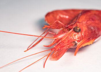 gambero del mediterraneo