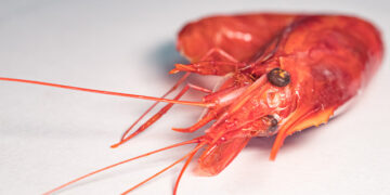 gambero del mediterraneo