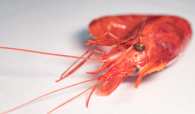 gambero del mediterraneo