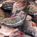 mercato tilapia