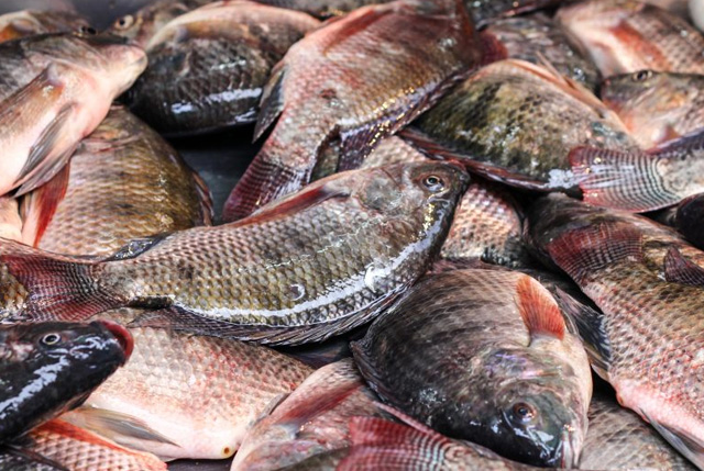 mercato tilapia