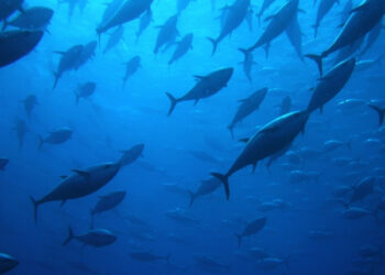 Tonno rosso. Migliori misure di gestione e controllo nell’Atlantico e nel Mediterraneo