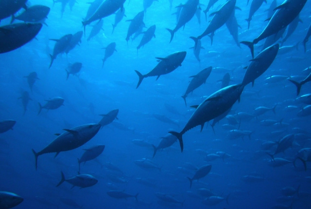 Tonno rosso. Migliori misure di gestione e controllo nell’Atlantico e nel Mediterraneo