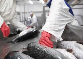 sangue salmone anemia