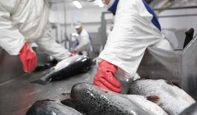 sangue salmone anemia