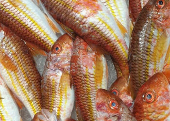 Fresh red mullet with bright eyes and firm flesh on ice