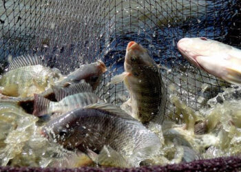 Acquacoltura FoodLAND