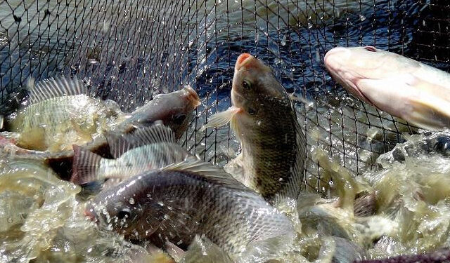 Acquacoltura FoodLAND