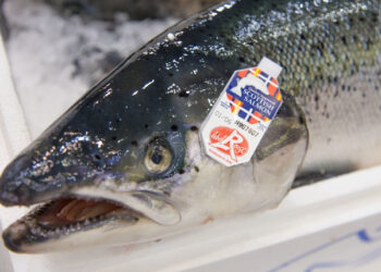 Acquacoltura salmone scozzese