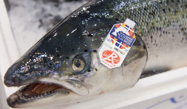 Acquacoltura salmone scozzese