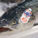 Acquacoltura salmone scozzese