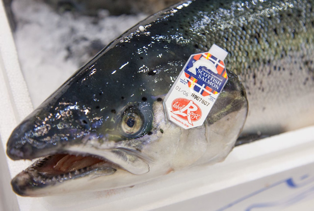 Acquacoltura salmone scozzese