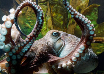 Cefalopodi Polpo seppia