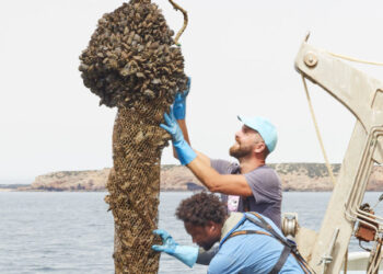 Certificazione ASC cozze portoghesi