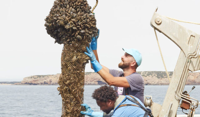 Certificazione ASC cozze portoghesi