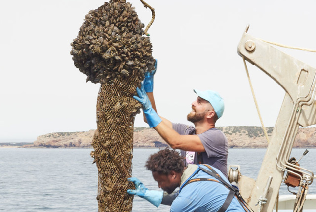 Certificazione ASC cozze portoghesi