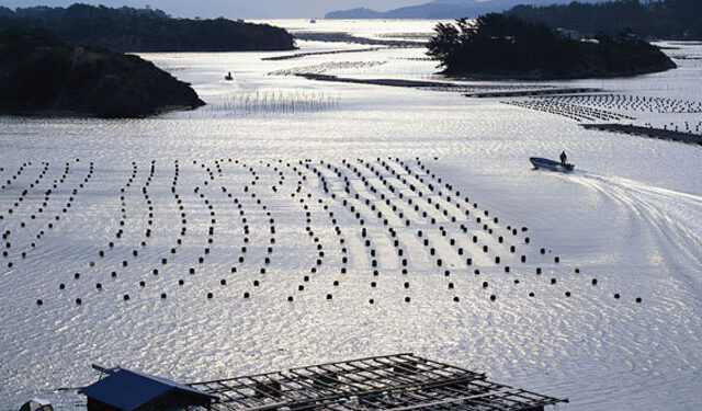 FAO webinar acquacoltura mondiale